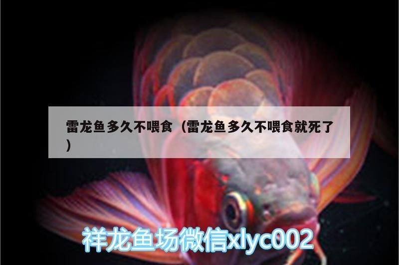 雷龍魚多久不喂食（雷龍魚多久不喂食就死了）（雷龍魚多久不喂食）