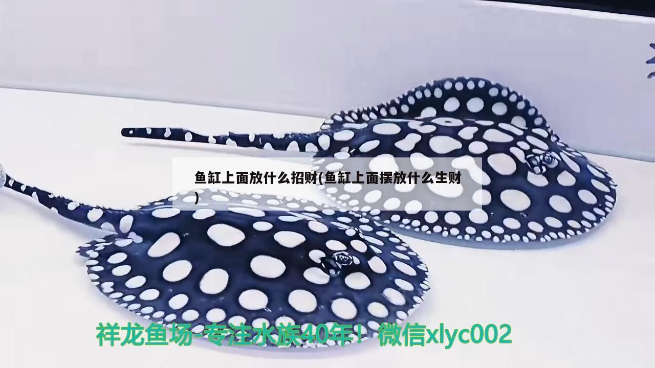 魚缸上面放什么招財(魚缸上面擺放什么生財)（魚缸放什么招財）