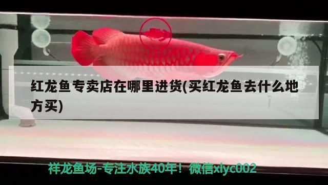 紅龍魚專賣店在哪里進貨(買紅龍魚去什么地方買)（哈爾濱紅龍魚專賣店在哪里進貨和買紅龍魚去什么地方進貨）