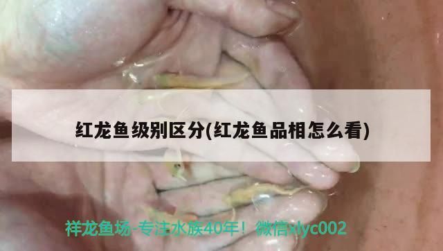 紅龍魚級別區分(紅龍魚品相怎么看)