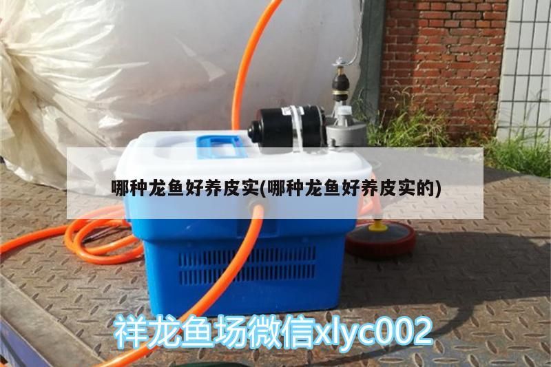 哪種龍魚好養皮實(哪種龍魚好養皮實的)（哪種龍魚好養皮實）