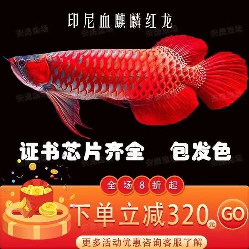麒麟紅龍魚（麒麟紅龍魚與其他紅龍魚有哪些獨特特征麒麟紅龍魚的飼養要點）