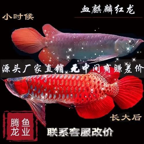 麒麟紅龍魚（麒麟紅龍魚與其他紅龍魚有哪些獨特特征麒麟紅龍魚的飼養要點）