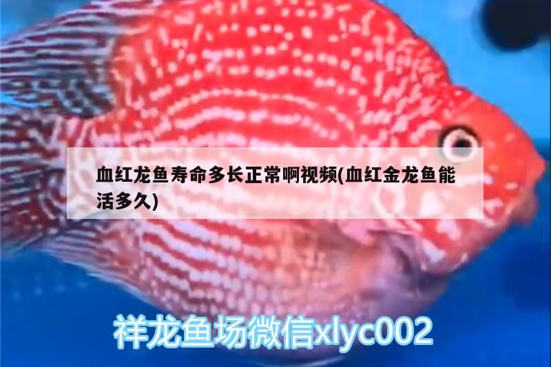 血紅龍魚(yú)壽命多長(zhǎng)正常啊視頻(血紅金龍魚(yú)能活多久)（血紅龍魚(yú)壽命多長(zhǎng)正常啊）