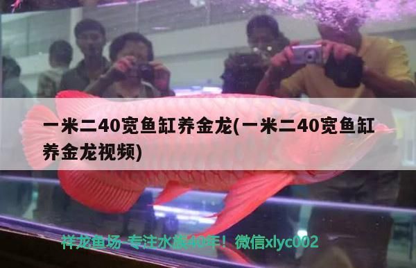 一米二40寬魚缸養金龍(一米二40寬魚缸養金龍視頻)（一米二40寬魚缸養金龍）