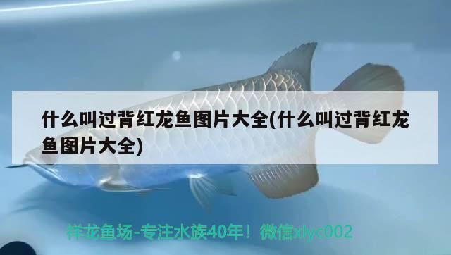 什么叫過背紅龍魚圖片大全(什么叫過背紅龍魚圖片大全)（關(guān)于龍魚過背紅龍魚的一些小知識(shí)）