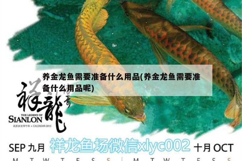 養(yǎng)金龍魚需要準備什么用品(養(yǎng)金龍魚需要準備什么用品呢)（養(yǎng)金龍魚需要準備什么）