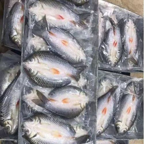 馬來忘不了魚是什么魚價格（馬來忘不了魚是什么魚）
