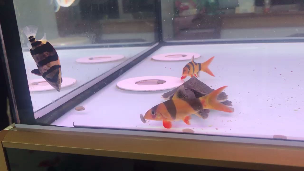 莆田觀賞魚市場豬八戒龍魚圈（莆田觀賞魚市場豬八戒龍魚圈是一個充滿活力和專業的交易場所）