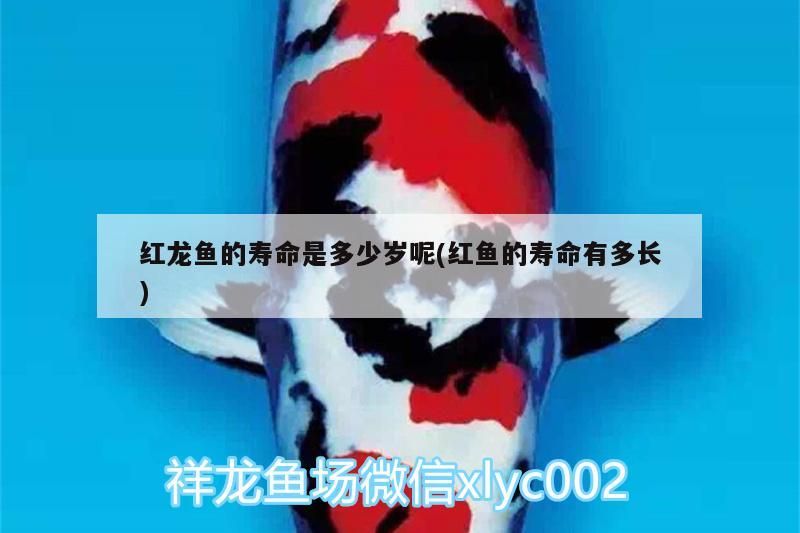 紅龍魚的壽命是多少歲呢(紅魚的壽命有多長)（紅龍魚的壽命是多少歲）