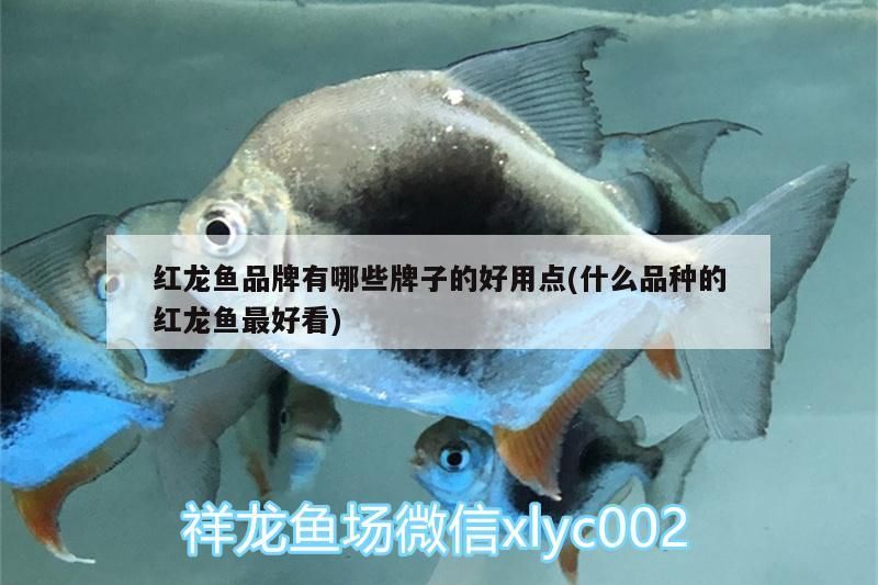 紅龍魚品牌有哪些牌子的好用點(什么品種的紅龍魚最好看)（紅龍魚什么牌子的紅龍魚品牌有哪些牌子的好用點和牌子的好用點）