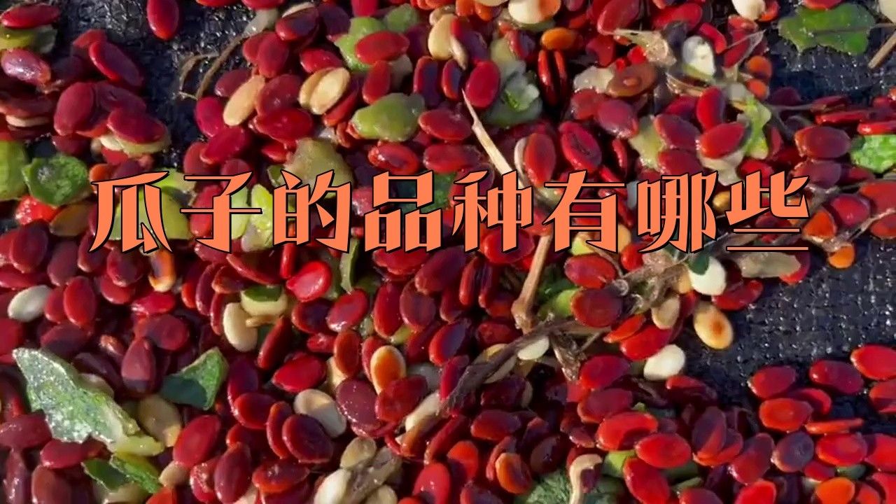 紅丁魚是不是瓜子（紅丁魚和瓜子斑有什么區(qū)別？）