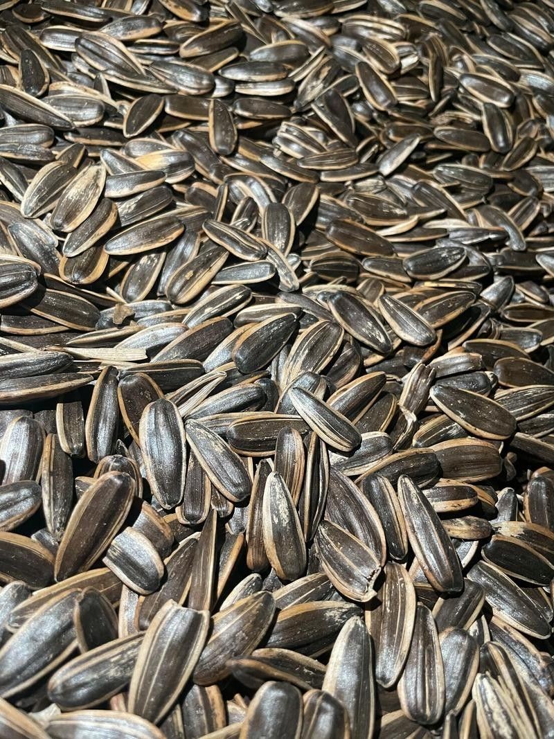 紅丁魚是不是瓜子（紅丁魚和瓜子斑有什么區(qū)別？）
