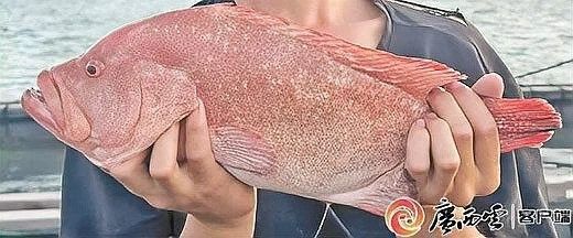紅丁魚是不是瓜子（紅丁魚和瓜子斑有什么區(qū)別？）