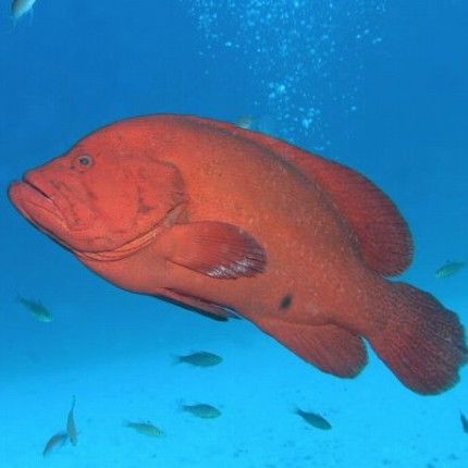 紅丁魚是不是瓜子（紅丁魚和瓜子斑有什么區(qū)別？）