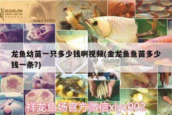 龍魚幼苗一只多少錢啊視頻(金龍魚魚苗多少錢一條?)（龍魚幼苗一只多少錢）