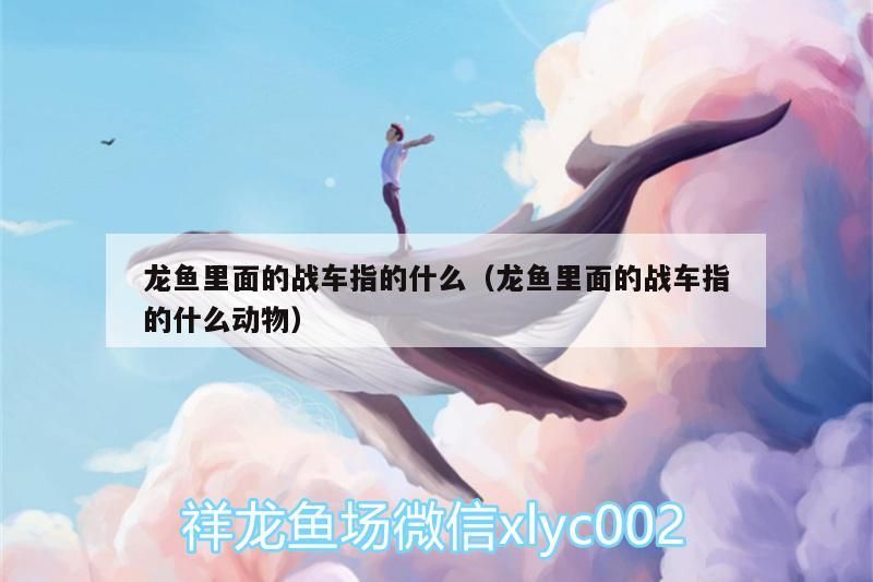 龍魚里面的戰車指的什么（龍魚里面的戰車指的什么動物）