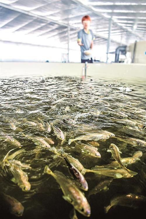 寧鄉(xiāng)龍魚（寧鄉(xiāng)龍魚養(yǎng)殖基地）