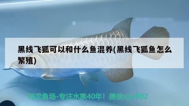 黑線飛狐可以和什么魚混養(黑線飛狐魚怎么繁殖)（黑線飛狐可以和什么魚混養）
