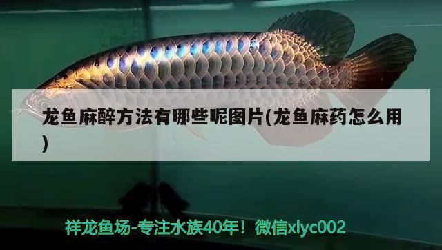 龍魚麻醉方法有哪些呢圖片(龍魚麻藥怎么用)（龍魚麻醉方法有哪些）