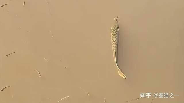 銀龍魚多少錢一條50公分（銀龍魚多少錢一條）