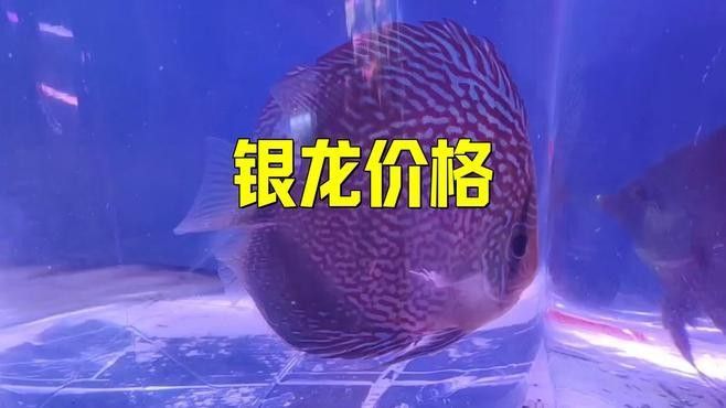 銀龍魚多少錢一條50公分（銀龍魚多少錢一條）