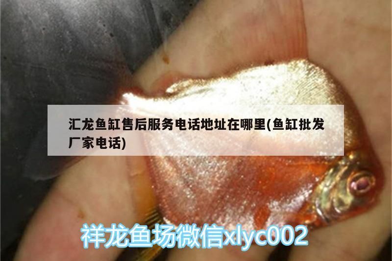 匯龍魚缸售后服務電話地址在哪里(魚缸批發廠家電話)（京匯龍魚缸售后服務電話地址在哪里）