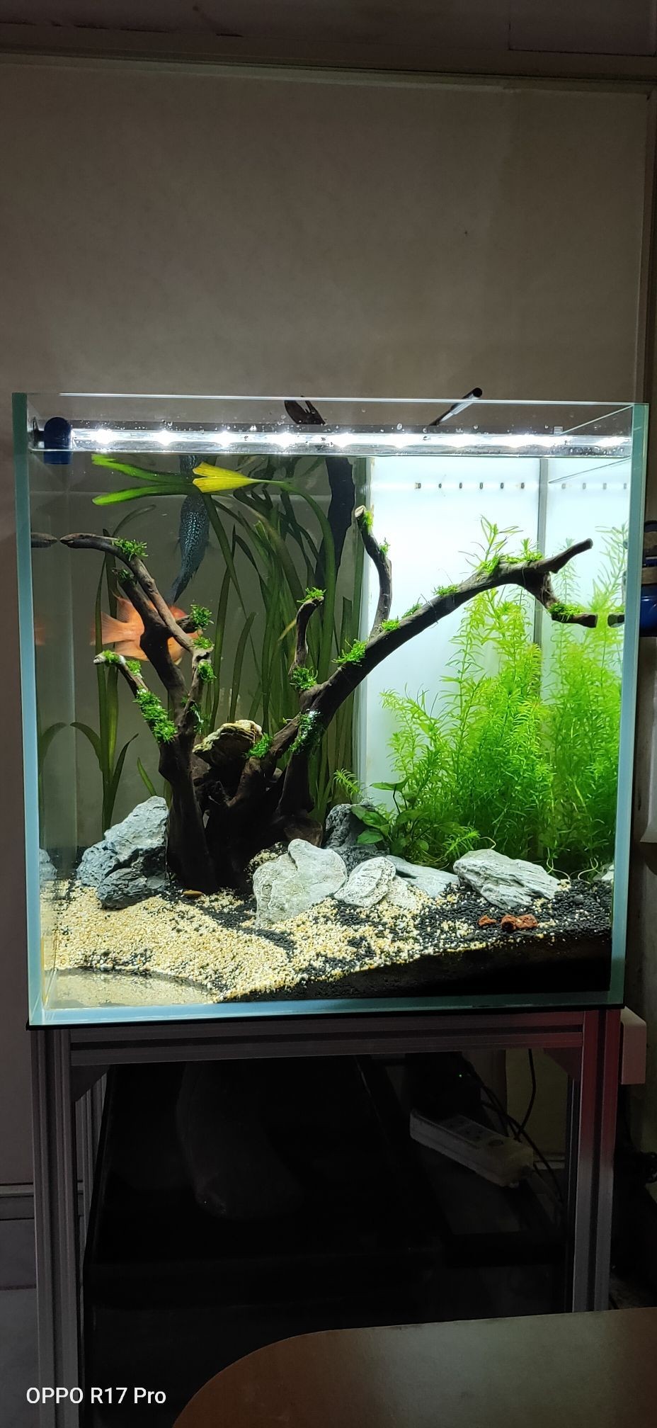長治觀賞魚市場閑置缸（長治觀賞魚市場閑置缸，在長治市的某個角落，一個被遺忘的市場）