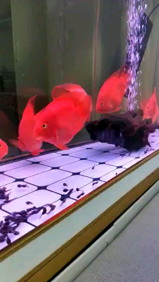 解封了加餐（“解封了加餐”是什么意思）