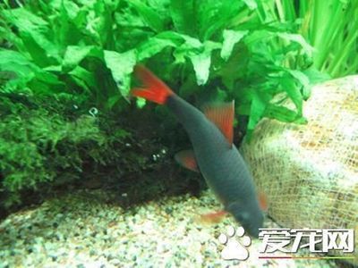 商洛市彩鋼廠：商洛彩鰈魚缸專賣店，打造水族愛好者的夢幻家園（商洛彩鰈魚缸專賣店）