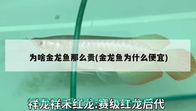 為啥金龍魚那么貴(金龍魚為什么便宜)（金龍魚為什么價(jià)格昂貴）