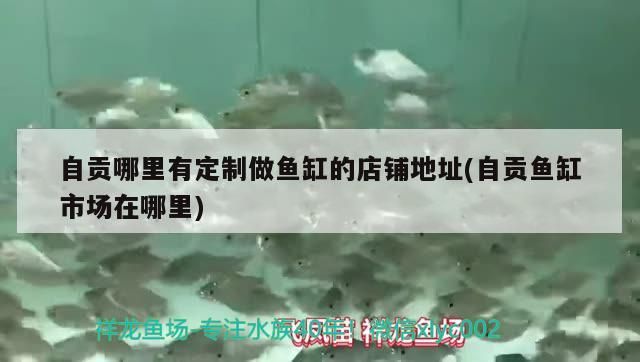 自貢哪里有定制做魚缸的店鋪地址(自貢魚缸市場在哪里)（自貢哪里有定制魚缸店鋪）