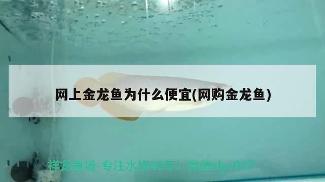 網上金龍魚為什么便宜(網購金龍魚) 網上金龍魚為什么便宜(網購金龍魚) 觀賞魚百科