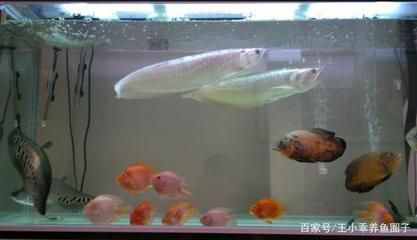 龍魚和什么龜混養最合適（龍魚和什么龜混養最合適呢）（龍魚和什么龜最合適混養在同一個水族箱中需要注意什么）