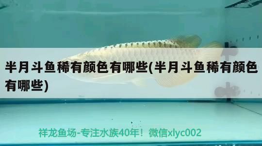 半月斗魚稀有顏色有哪些(半月斗魚稀有顏色有哪些)（半月斗魚稀有顏色有哪些） 半月斗魚稀有顏色有哪些(半月斗魚稀有顏色有哪些)（半月斗魚稀有顏色有哪些） 觀賞魚百科