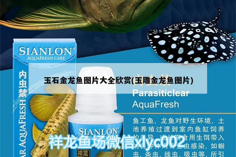 玉石金龍魚圖片大全欣賞(玉雕金龍魚圖片)（玉石金龍魚圖片大全）