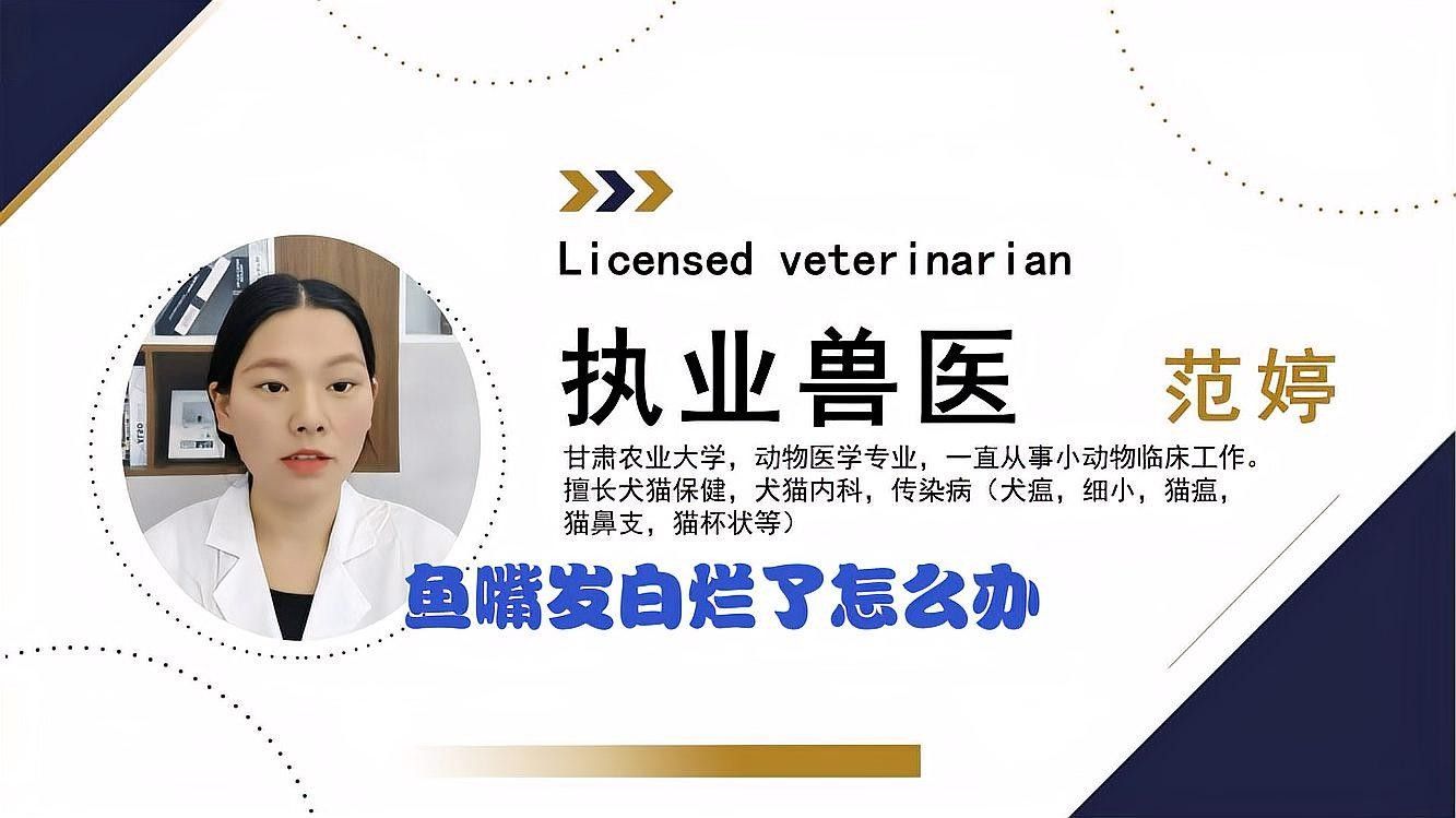 魚嘴發(fā)白潰爛用什么藥最好（煙雨樓治療魚爛嘴土方法學途里里魚爛嘴最快解決方法）
