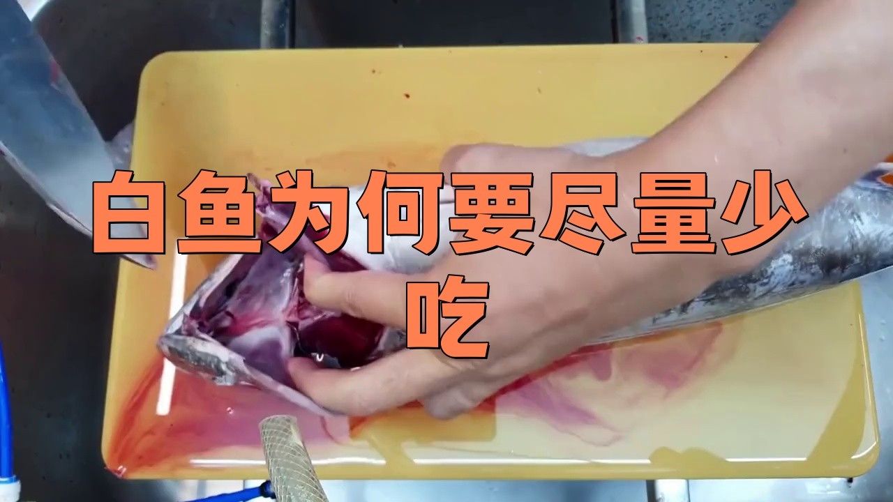 長白龍魚為何要少吃（白魚為何要少吃） 長白龍魚為何要少吃（白魚為何要少吃） 觀賞魚百科 第2張