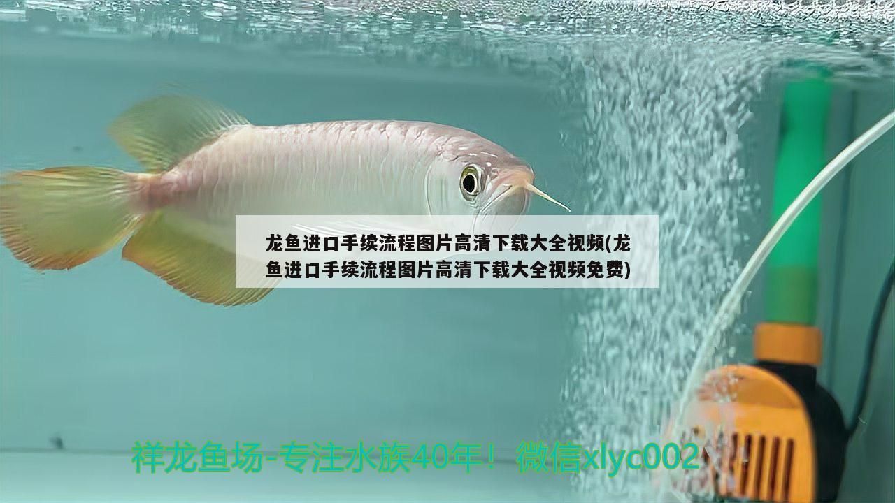 龍魚進口手續流程圖片高清下載大全視頻(龍魚進口手續流程圖片高清下載大全視頻免費)（龍魚進口手續流程圖片高清下載大全視頻）