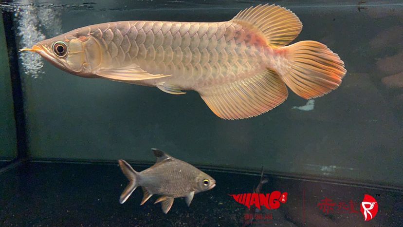 性價比之王(中山魚友飼養(yǎng)的赤元素精品,性價比之王是一個關(guān)鍵概念) 觀賞魚百科 第1張 性價比之王(中山魚友飼養(yǎng)的赤元素精品,性價比之王是一個關(guān)鍵概念) 性價比之王(中山魚友飼養(yǎng)的赤元素精品,性價比之王是一個關(guān)鍵概念) 觀賞魚百科 第1張