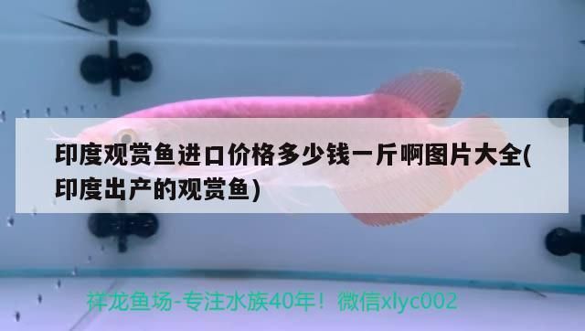 性價比之王(中山魚友飼養(yǎng)的赤元素精品,性價比之王是一個關(guān)鍵概念) 觀賞魚百科 第3張 性價比之王(中山魚友飼養(yǎng)的赤元素精品,性價比之王是一個關(guān)鍵概念) 性價比之王(中山魚友飼養(yǎng)的赤元素精品,性價比之王是一個關(guān)鍵概念) 觀賞魚百科 第3張