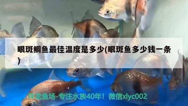 眼斑鯛魚最佳溫度是多少(眼斑魚多少錢一條)（眼斑麗魚最佳溫度是多少）