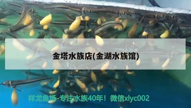 金塔水族店(金湖水族館)（上海各大花鳥市場地址） 金塔水族店(金湖水族館)（上海各大花鳥市場地址） 觀賞魚百科