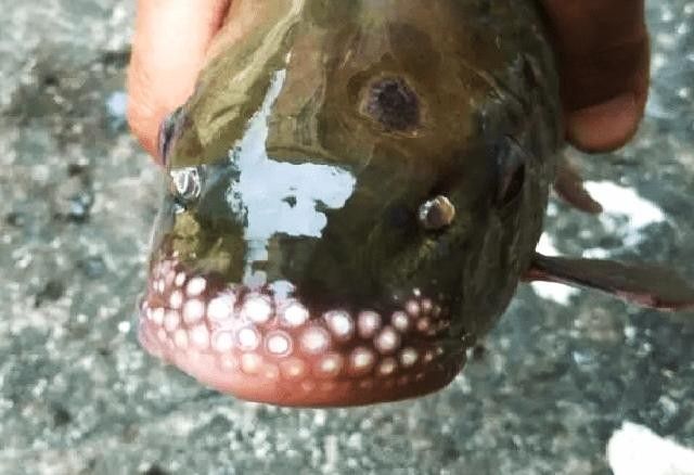 魚嘴有白色米粒狀圖片（魚嘴上出現白色米粒狀物質） 魚嘴有白色米粒狀圖片（魚嘴上出現白色米粒狀物質） 觀賞魚百科 第5張