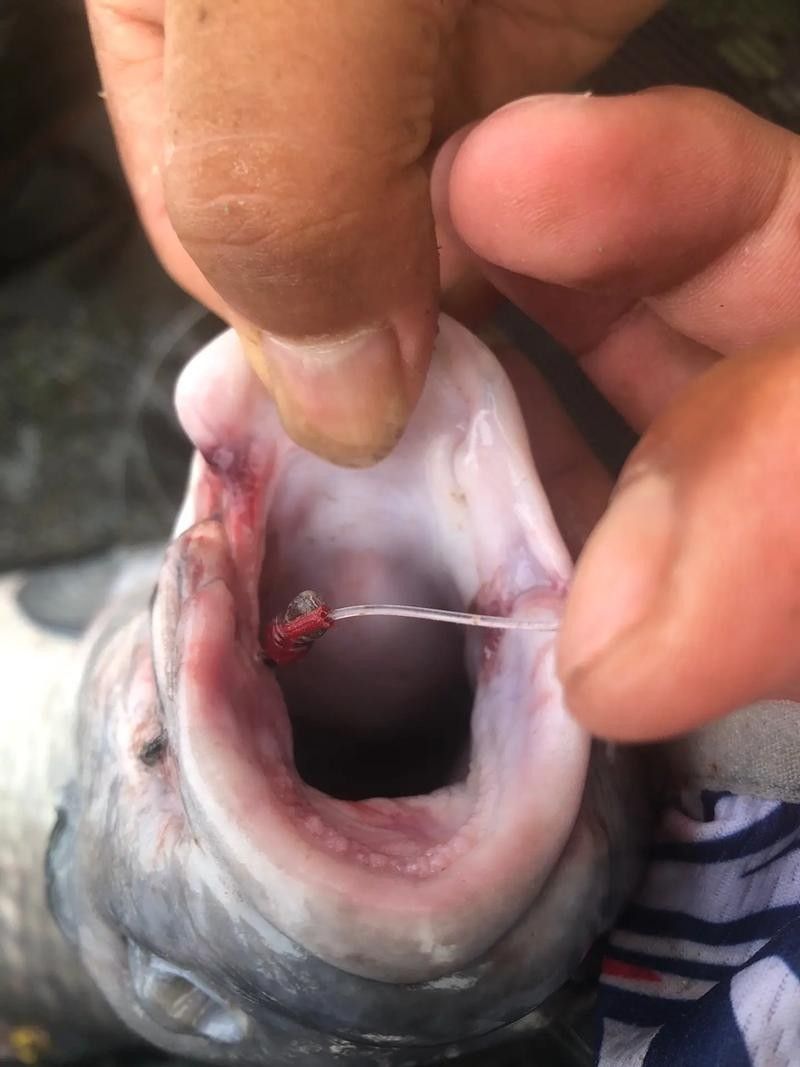 魚嘴有白色米粒狀圖片（魚嘴上出現白色米粒狀物質） 魚嘴有白色米粒狀圖片（魚嘴上出現白色米粒狀物質） 觀賞魚百科 第4張