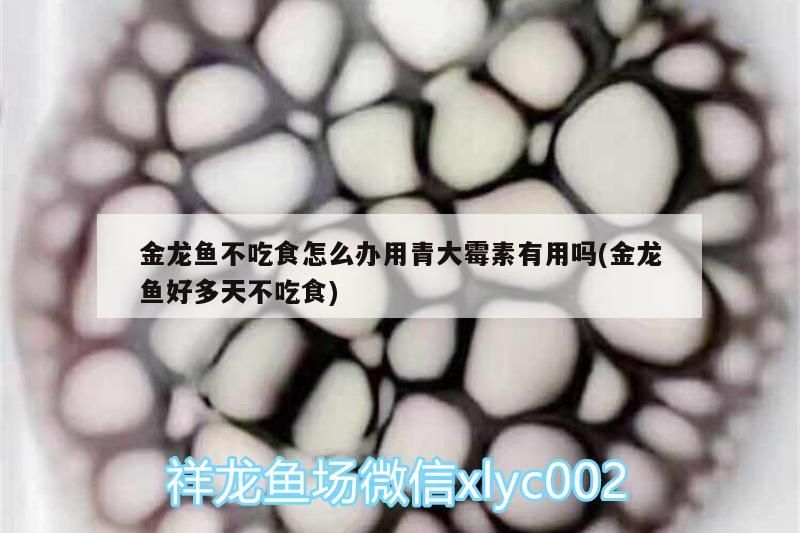 金龍魚不吃食怎么辦用青大霉素有用嗎(金龍魚好多天不吃食)（金龍魚一個月不吃食怎么辦用青大霉素有用嗎）