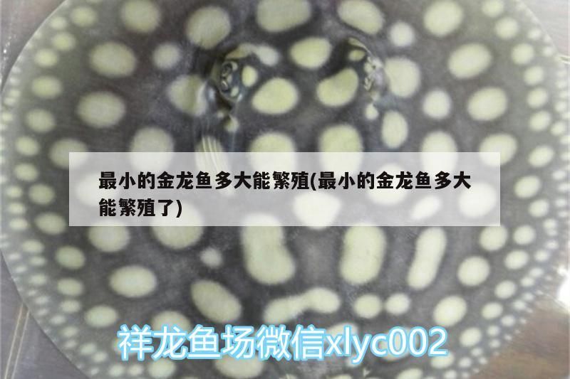 最小的金龍魚多大能繁殖(最小的金龍魚多大能繁殖了)（最小的金龍魚多大能繁殖）