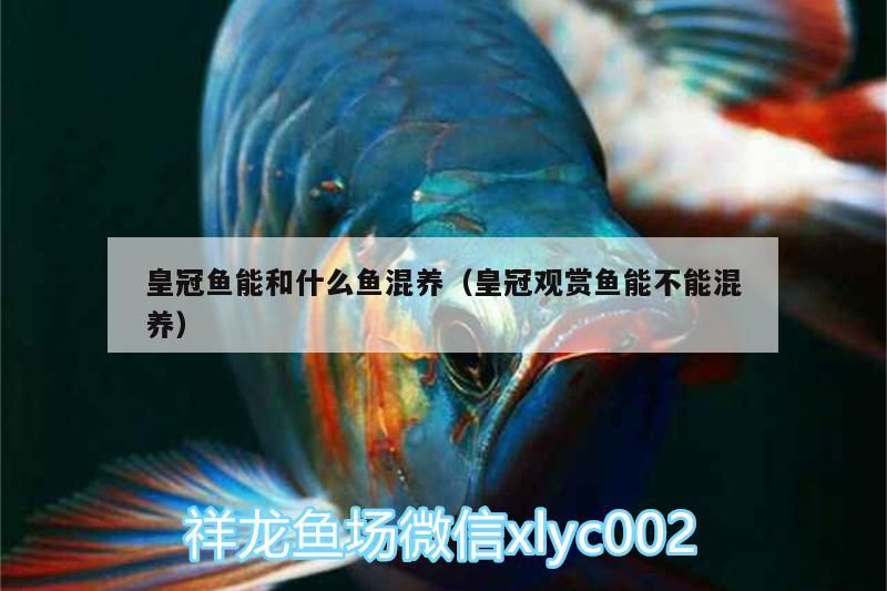 皇冠魚能和什么魚混養（皇冠觀賞魚能不能混養）（紅尾皇冠魚可以和什么魚混養）