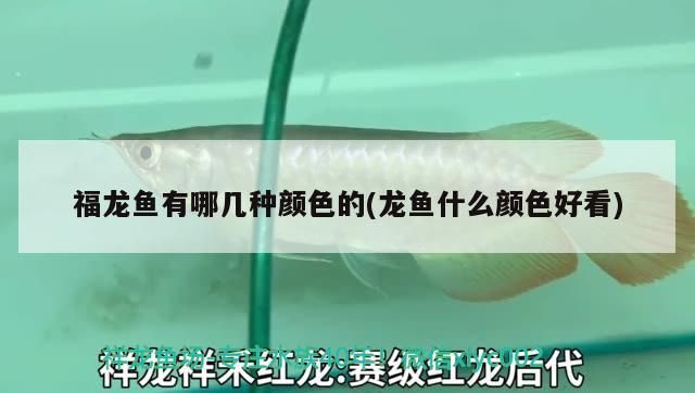福龍魚有哪幾種顏色的(龍魚什么顏色好看)（福龍魚有哪幾種顏色的）