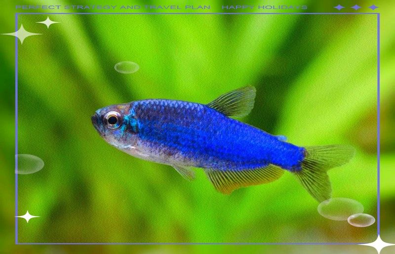 常見(jiàn)的藍(lán)色觀賞魚(yú)品種（常見(jiàn)的藍(lán)色觀賞魚(yú)品種介紹）